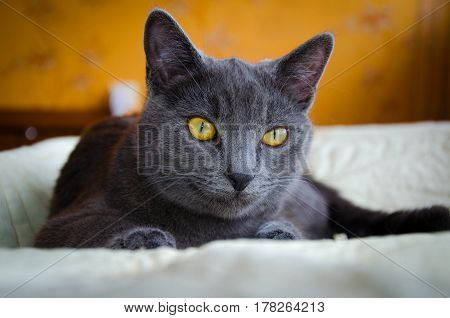 Russian blue breed lying cat with yellow eyes