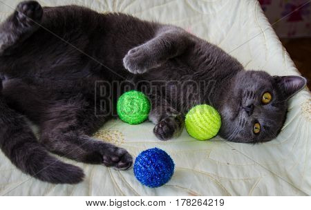 Russian blue lying cat playng with toys