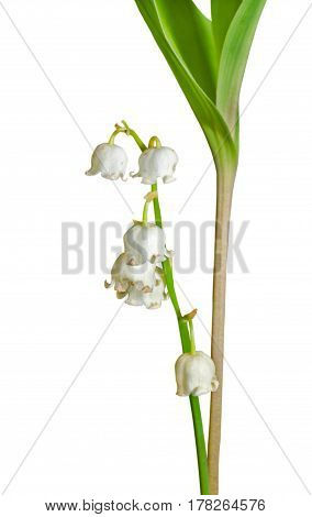A close up of the lily-of-the-valley (Convallaria keiskei). Isolated on white.