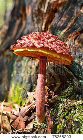 Shaggy cap mushroom (Boletus emodensis) growing at the base of a tree in the Royal national Park, Sydney, Australia