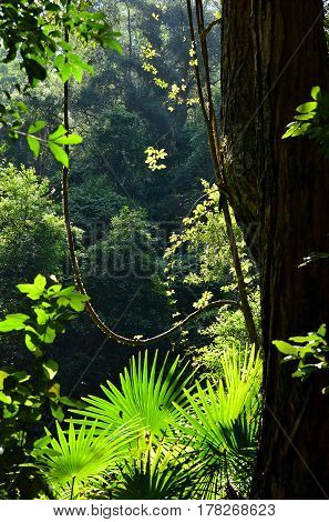 Light filtering through into the rainforest understory of ferns, palms and vines, Royal National Park, Sydney, New South Wales, Australia