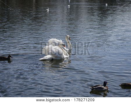 swimming two white swans on the lake