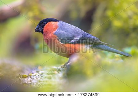 Common Or Eurasian Bullfinch