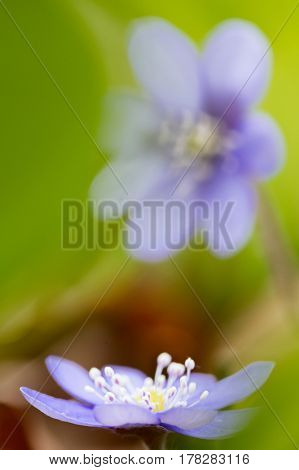Early blue spring wild flower liverleaf or liverwort, Hepatica nobilis. A delicate and fragile wild forestflower. Symbol for fragility and serenity. soft focus image