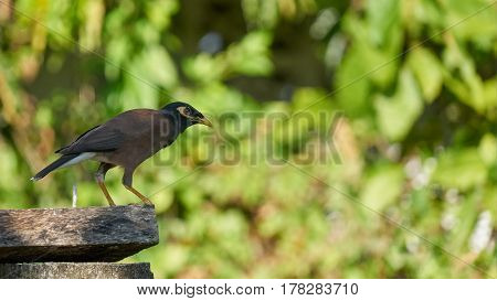 Exotic Bird sitting on crossbar in Phuket
