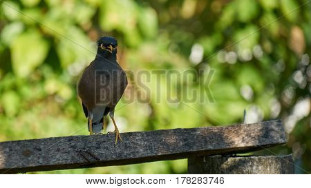 Exotic Bird sitting on crossbar in Phuket