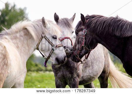Three Gray Ponys Standing Near
