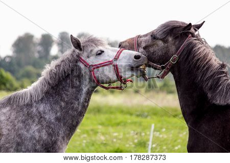 Two Cute Ponys Playfully Fighting Each Other