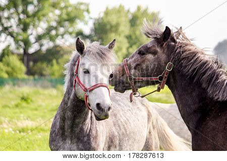 Two Cute Ponys Playfully Fighting Each Other