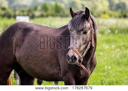 Portrait Of Gray Pony In The Pasture