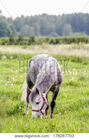 Portrait Of Gray Pony In The Pasture