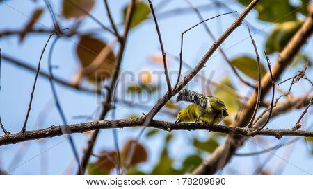 Bird (common Iora) On A Tree