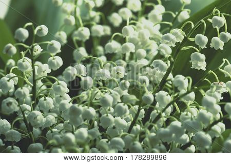 Flower lily of the valley growing in forest in spring closeup natural background