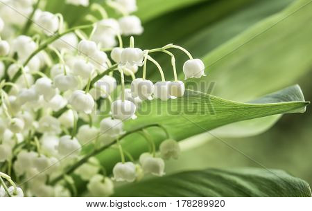 Flower lily of the valley growing in forest in spring closeup natural background