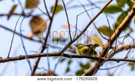 Bird (common Iora) On A Tree