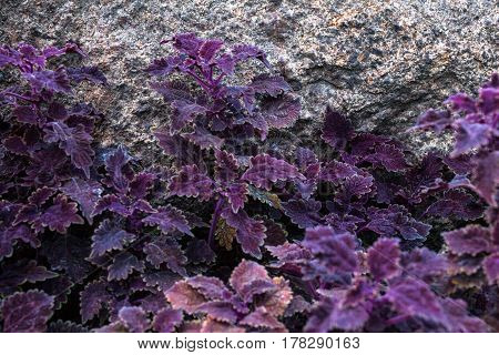 Purple coleus in the flowerbed near the big stone.