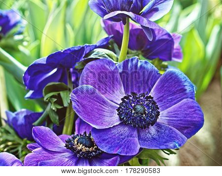 Beautiful Blue Crown Anemone flowers - Anemona coronaria "Sylphide"