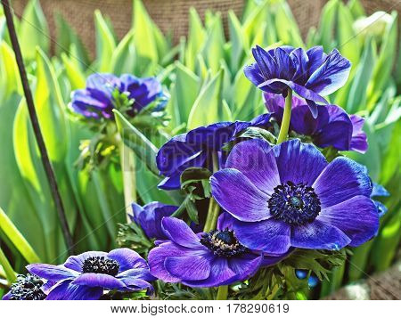 Beautiful Blue Crown Anemone flowers - Anemona coronaria 