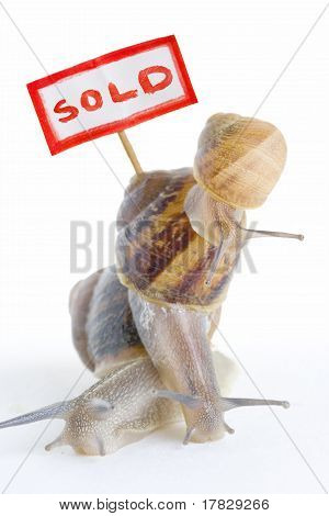 Real Estate bitvy