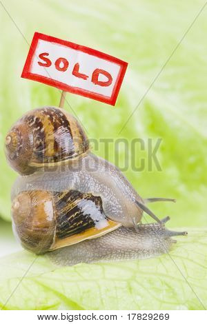 Real Estate bitvy
