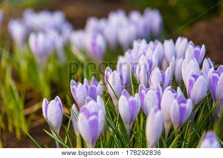 View Of Blooming First Spring Flowers Crocus