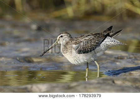 A Short-Billed Dowitcher, Limnodromus griseus in a mudflat in Florida