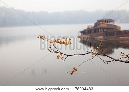 Autumn branch with yellow leaves and old rusty sunken ship in water in the background.