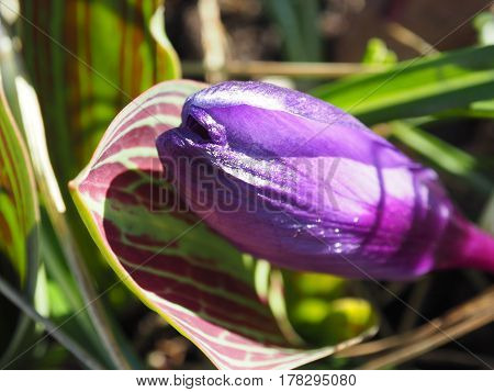 Purple spring crocus Crocus vernus in the park. Saffron flower. Close Up