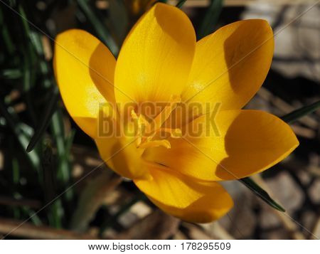 single yellow crocus close up in the park