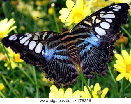 Papillon et fleur