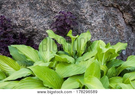 Green hosta and purple coleus in the flowerbed near the gray stone.