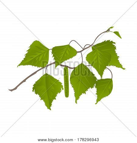 Twig Birch with catkins natural background vector illustration