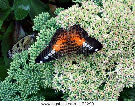 Papillon au repos