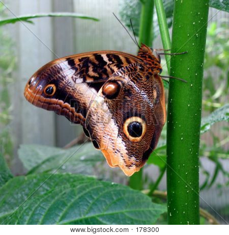 Colroful Moth