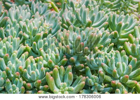 Closeup To Pork And Beans/ Jelly Bean/ Sedum Rubrotinctum R.t.clausen/ Crassulaceae, Succulent And A
