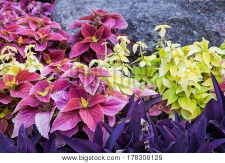 Coleus and tradescantia in the flowerbed near the big stone.