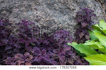 Purple coleus and green hosta in the flowerbed near the gray stone.