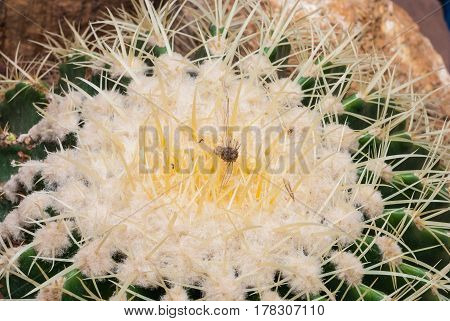Closeup To Dried Corpse Of Insect On Top Of Echinopsis Calochlora Cactus, Succulent And Arid Plant