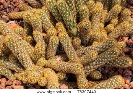 Closeup To Pile Of Ladyfinger/ Gold Lace Cactus/ Mammillaria Elongata, Succulent And Arid Plant