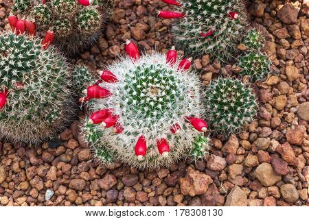 Closeup to Group of Mammillaria Prolifera Hybrids Cactus/ Cactaceae, Succulent and Arid Plant