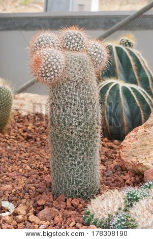 Closeup To Cylinder And Round Shaped Mammillaria Geminispina Cactus/ Cactaceae, Succulent And Arid P