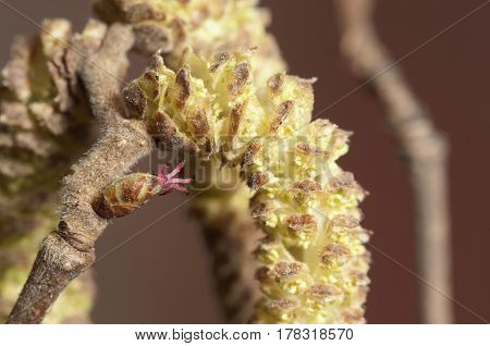 Hazel flowers macro male and female ones