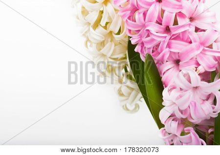 Pink and white hyacinth on white background with greeting card. Space for text