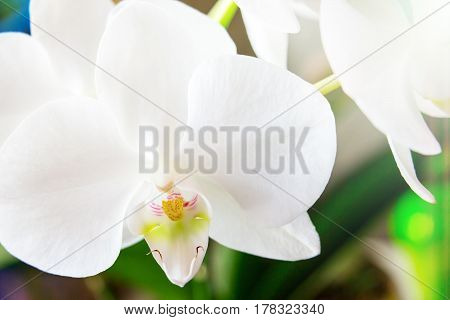 Phalaenopsis. White orchid close up. Beautiful flower