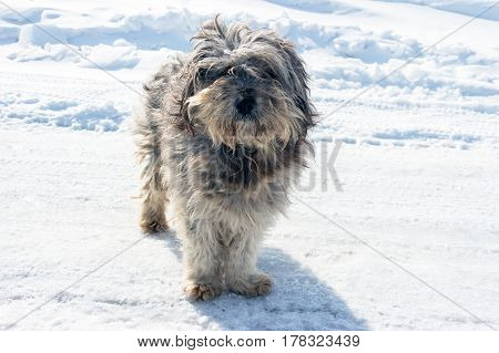 Homeless shaggy dog on the background of snow.
