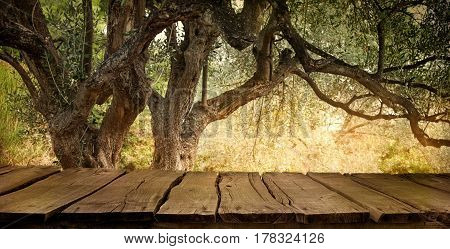 Olive tree with wooden table. Wood empty tabletop for your montage. Wood planks with olive orchard.