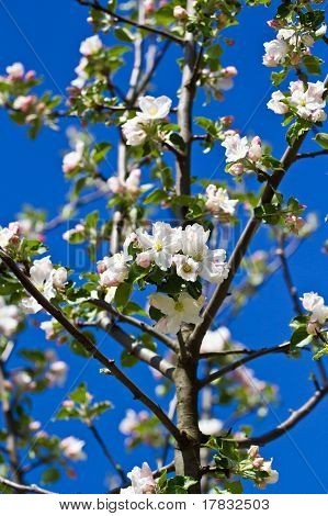 Flores de cerezo