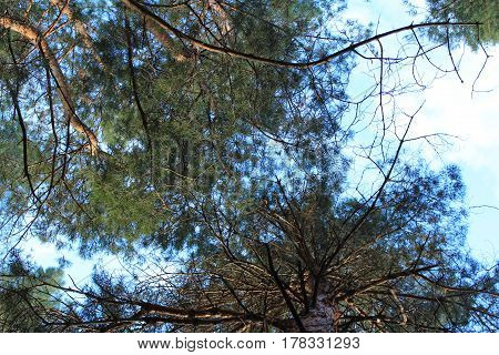 Pine branches against the blue sky are photographed from below