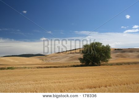 Arbre de champ de blé