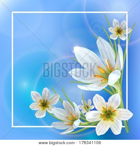 Beautiful spring background with flowers of Zephyranthes. Can be used to design greeting cards announcement spring sale.